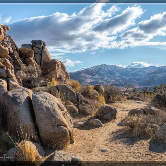 Joshua Tree's Beauty!  - Picture 15 of 16